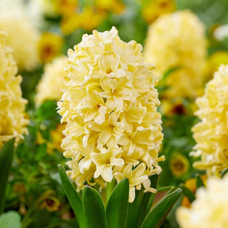 Hyacint 'Yellowstone'